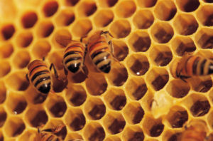 Beehive and bees