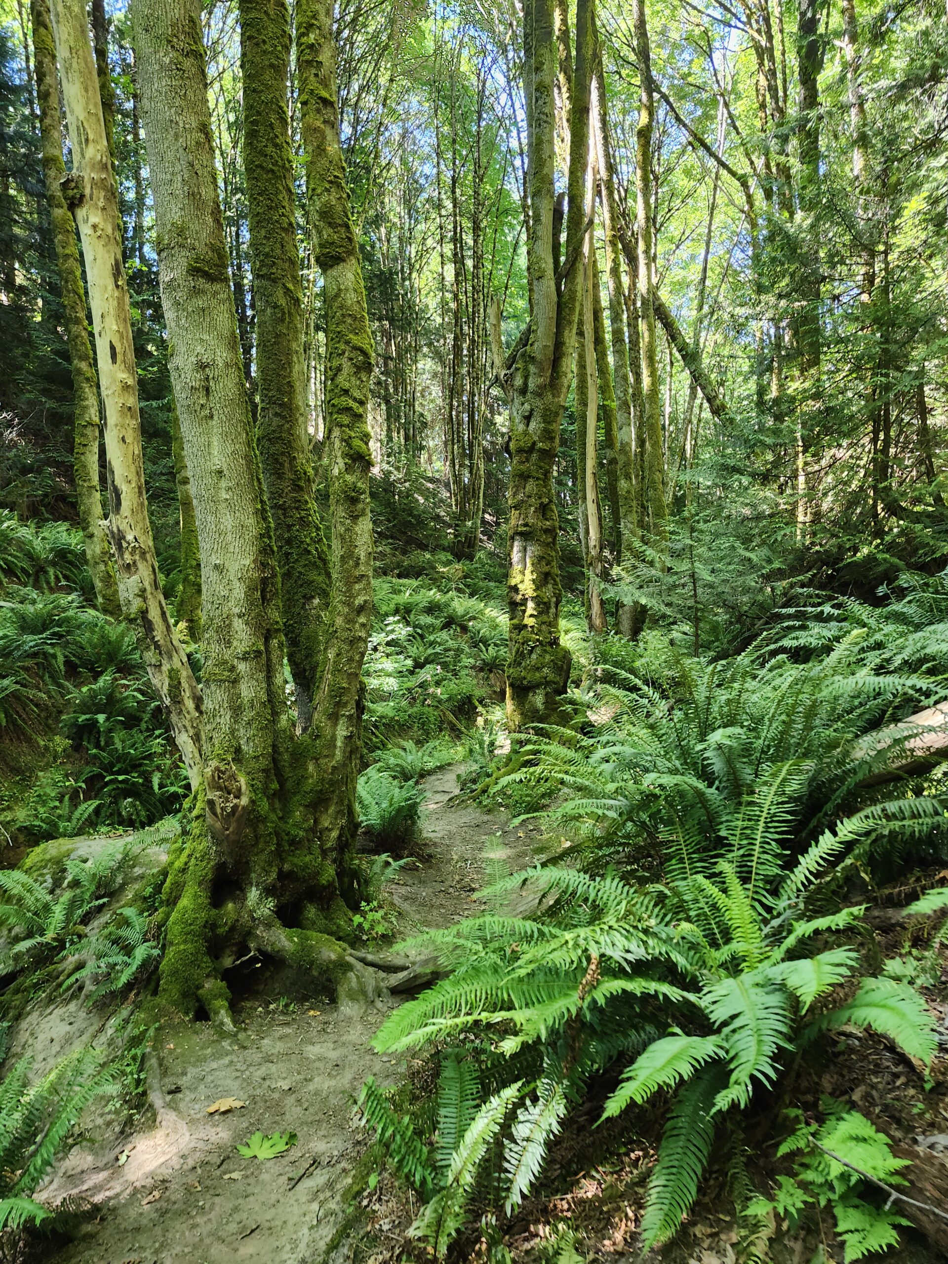 Forest Bathing Footpath through old-growth forest